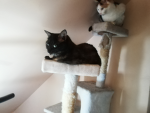 Chat tout mimi