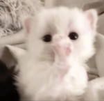 WORSHIP ୨୧ KITTY