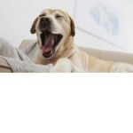 The yawning dogs
