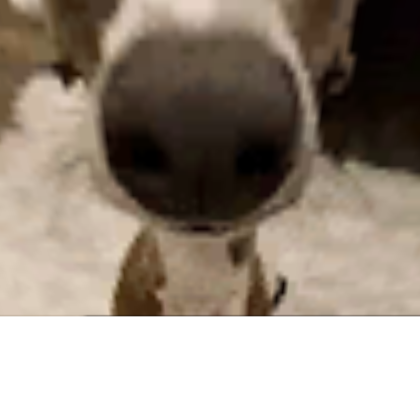 Dog Nextbot (CUSTOM)
