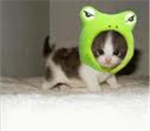 animal lovers <3 <3
