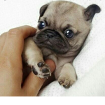 Dogos for life!
