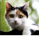 We are beloved cats