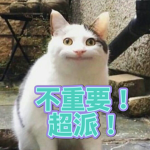 有感貓貓 （bacon 大隊）