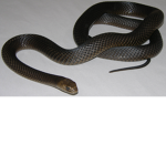Snakegoni Race!