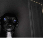 Cody The Dog