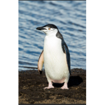 the wild penguins