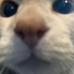 da nuggoz