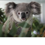 #Official Team Koala For Life