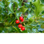The Holly Leaves