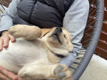 Buddy da doggy