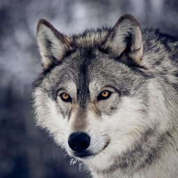 Wolf Hangout