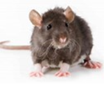 rat nations!!!!!!!!!!!!!!