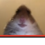Offizielle Hamster Gang