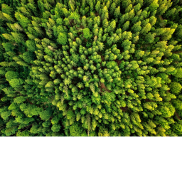 The Woods