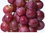 THE SOUR GRAPE GROUP