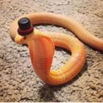 KILLERSNAKEILUS DEN