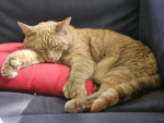 Cat lovers/ dog lovers