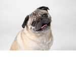Pug Fan Base