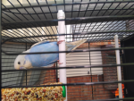Ciolia_bobas