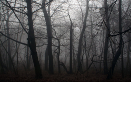 The Dead Forest