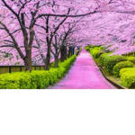 Blooming blossoms people