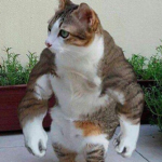 strong cat :)