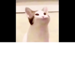 pop kitty