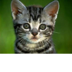 join the cats group