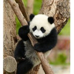 Panda Life Fan Club