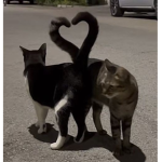 Cats and Rabit