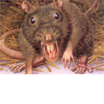 RATS UNITE RATS UNITE