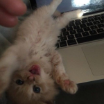 Ｋｙｕｔｅ Ｋｉｔｔｙ