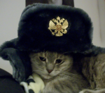 Big back cat