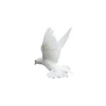 || + Divine Angels + ||