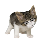 Cat Monkes
