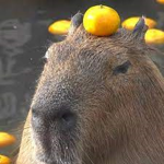 The_Capybaras