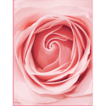 ~magnolia core~