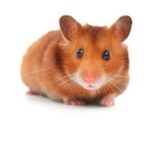 Hamster Cultists