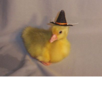 Yellow Duck Clothing