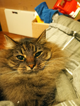 :D_CAT CLUB