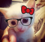 Kittens puppies