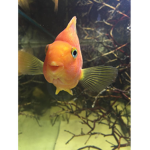 The Fishy Army