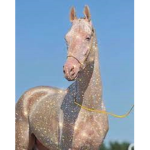 Horse club!! <3