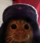 max the cats group