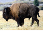 Buffalo