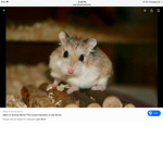 Hamster are awesome