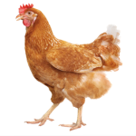 The chicken inforced army