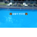 곰돌이 반모방