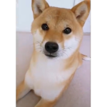LooPs LooPs